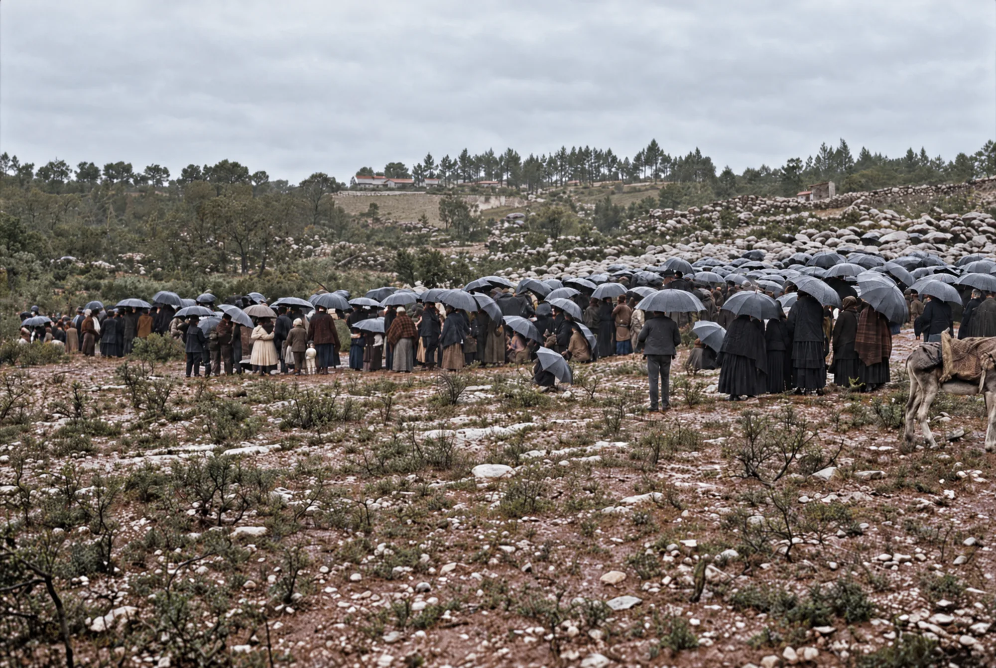 Crowd sheltering under umbrellas, Cova da Iria, 13 October 1917: Colour (AI)