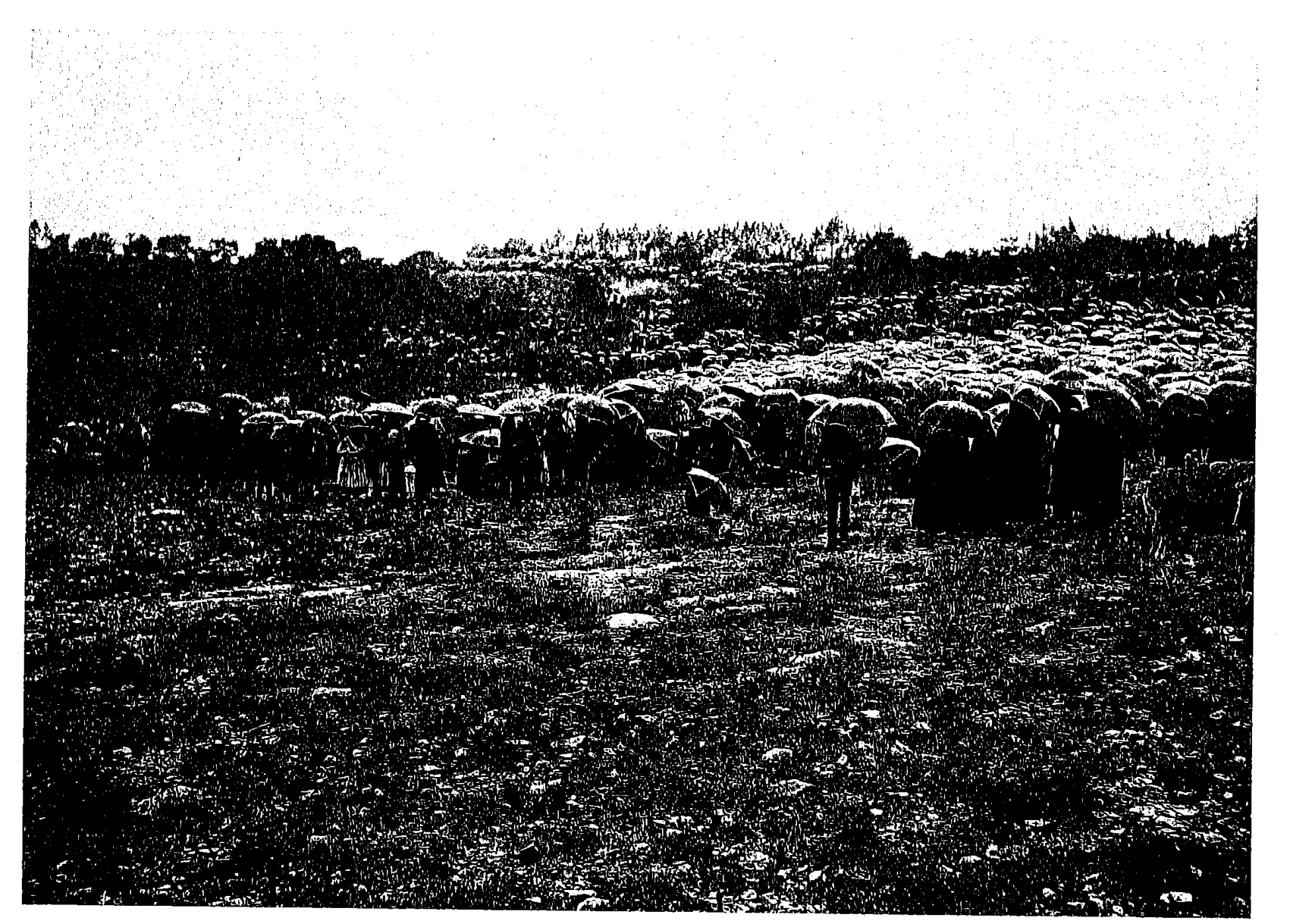 Crowd sheltering under umbrellas, Cova da Iria, 13 October 1917: Book scan